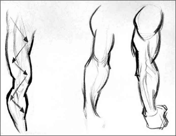 Anatomy Drawing Image