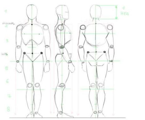 Anatomy Drawing Realistic