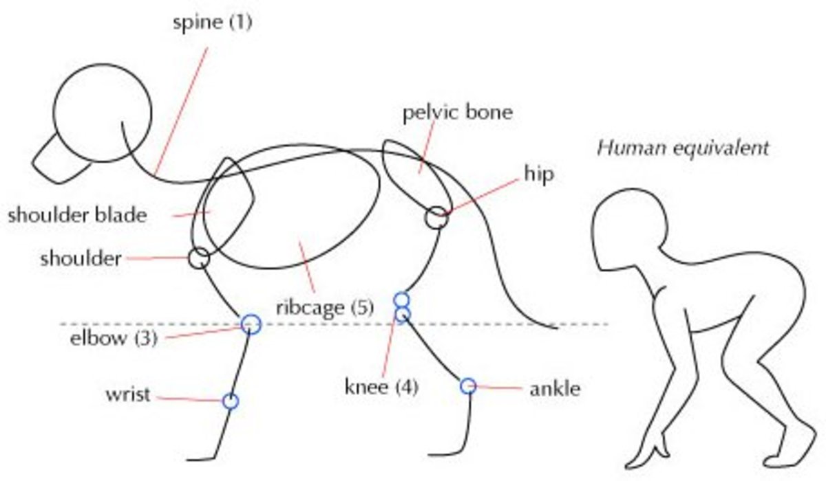 Anatomy Drawing