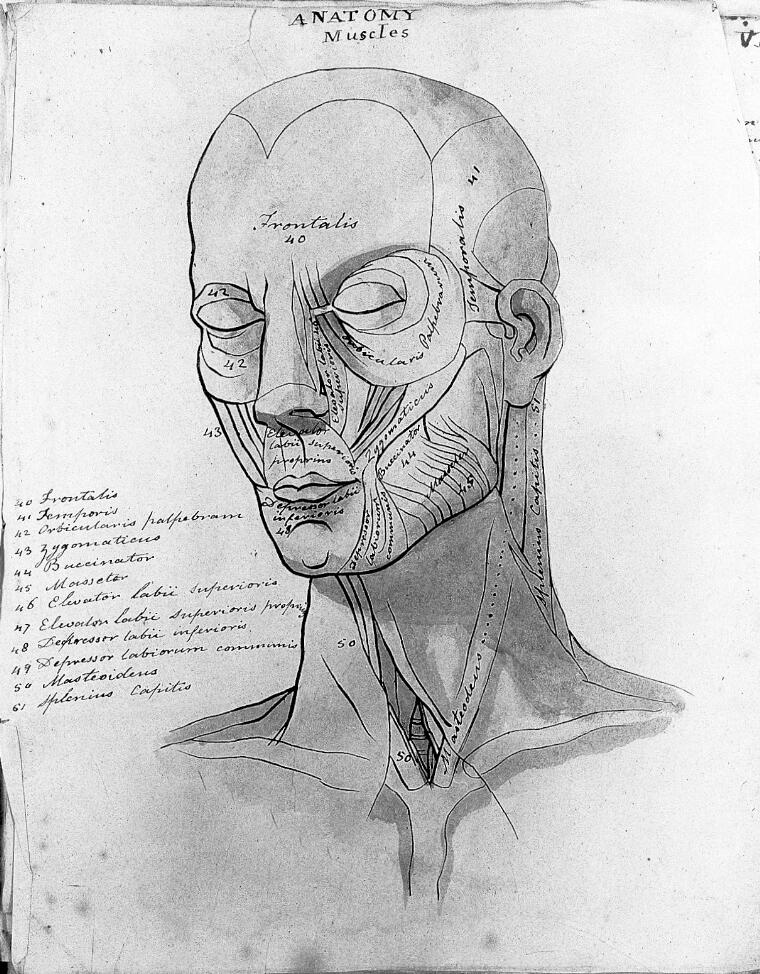 Anatomy Face Drawing Beautiful Art