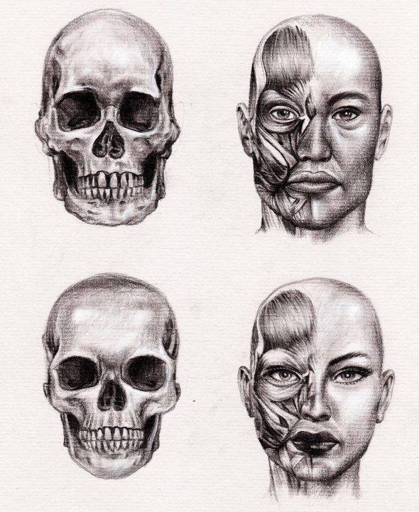 Anatomy Face Drawing High-Quality
