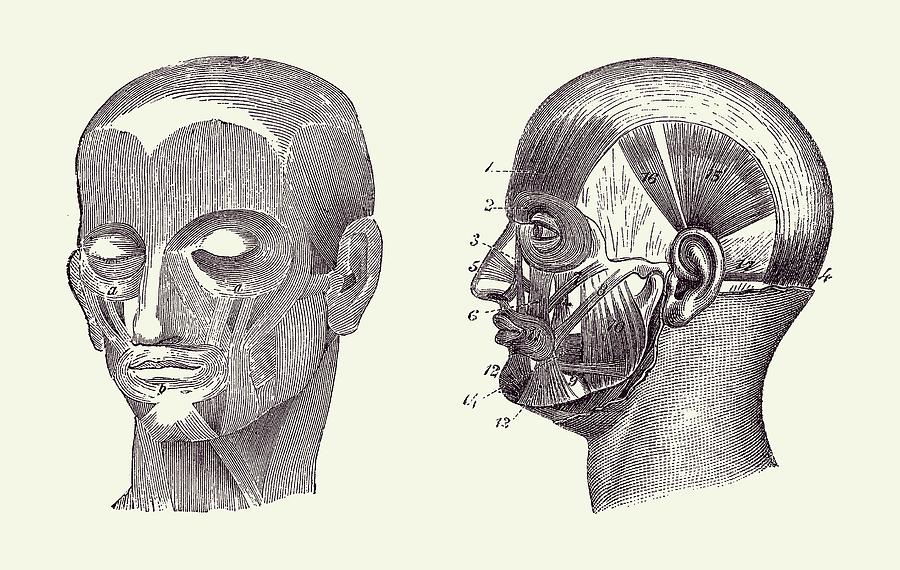 Anatomy Face Drawing Photo