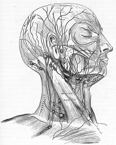 Anatomy Face Drawing Pics