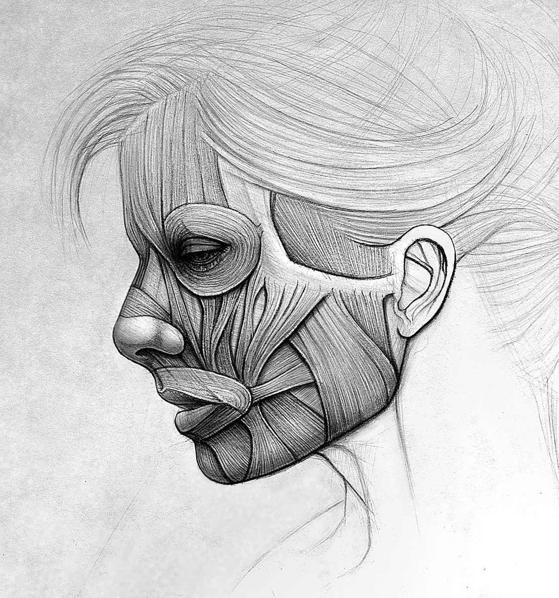 Anatomy Face Drawing Realistic