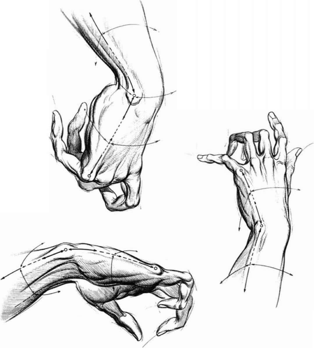 Anatomy Hand Drawing Amazing