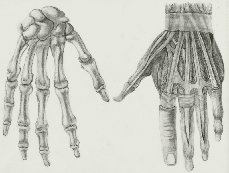 Anatomy Hand Drawing Art