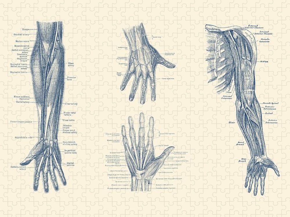 Anatomy Hand Drawing Beautiful Art