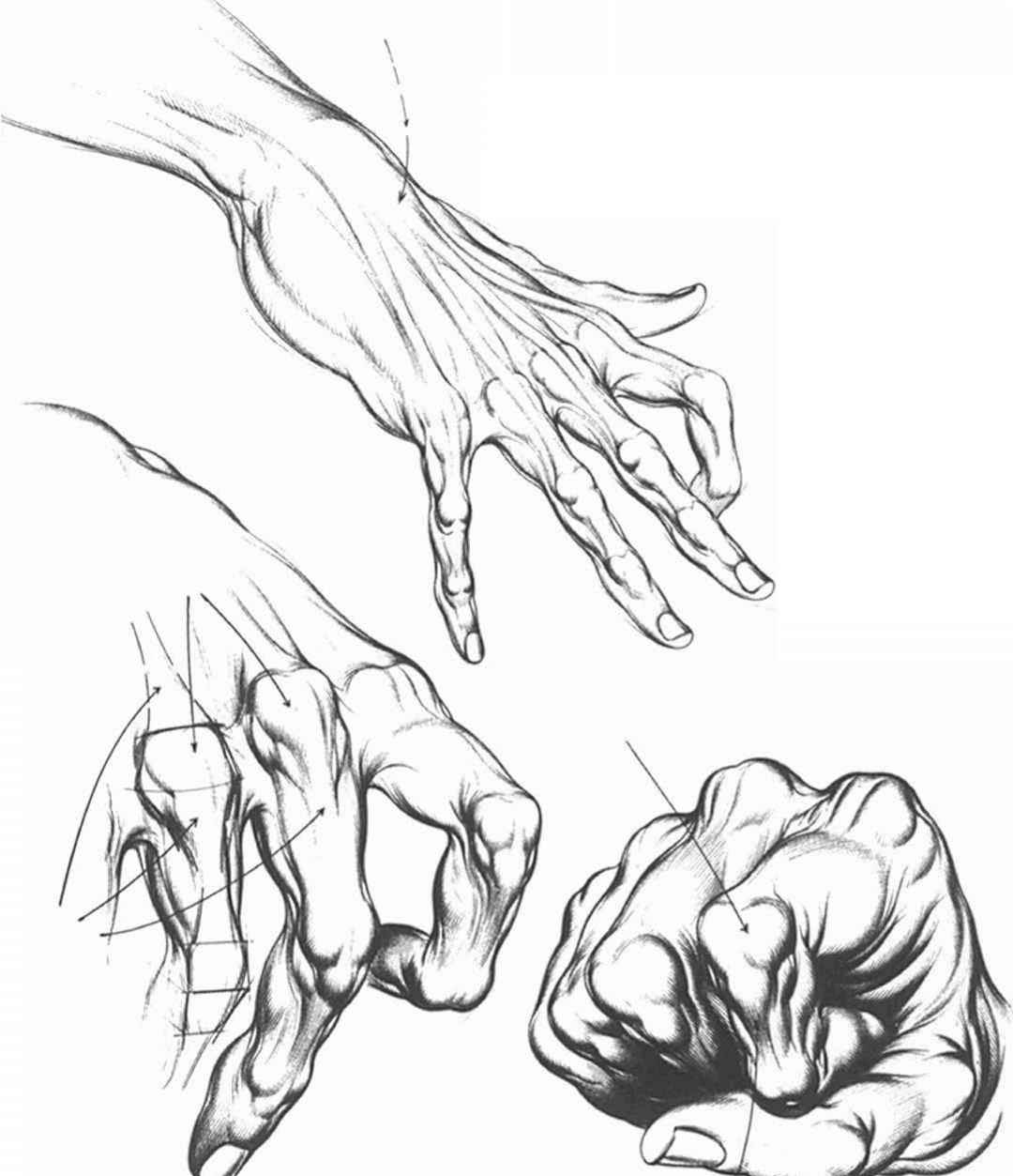 Anatomy Hand Drawing Beautiful Image