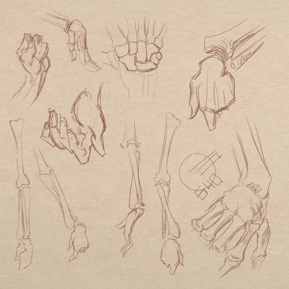 Anatomy Hand Drawing Picture