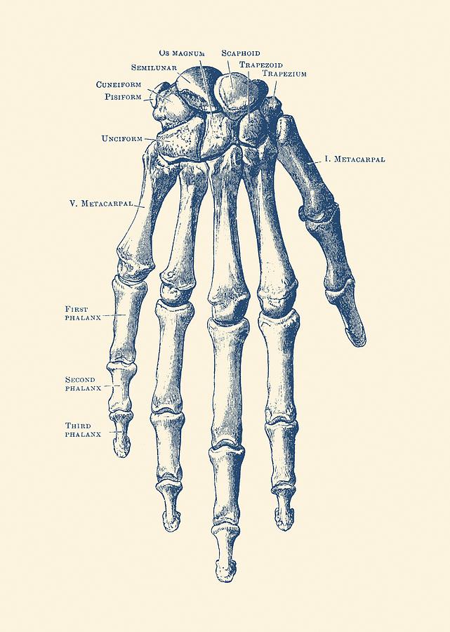 Anatomy Hand Drawing Sketch