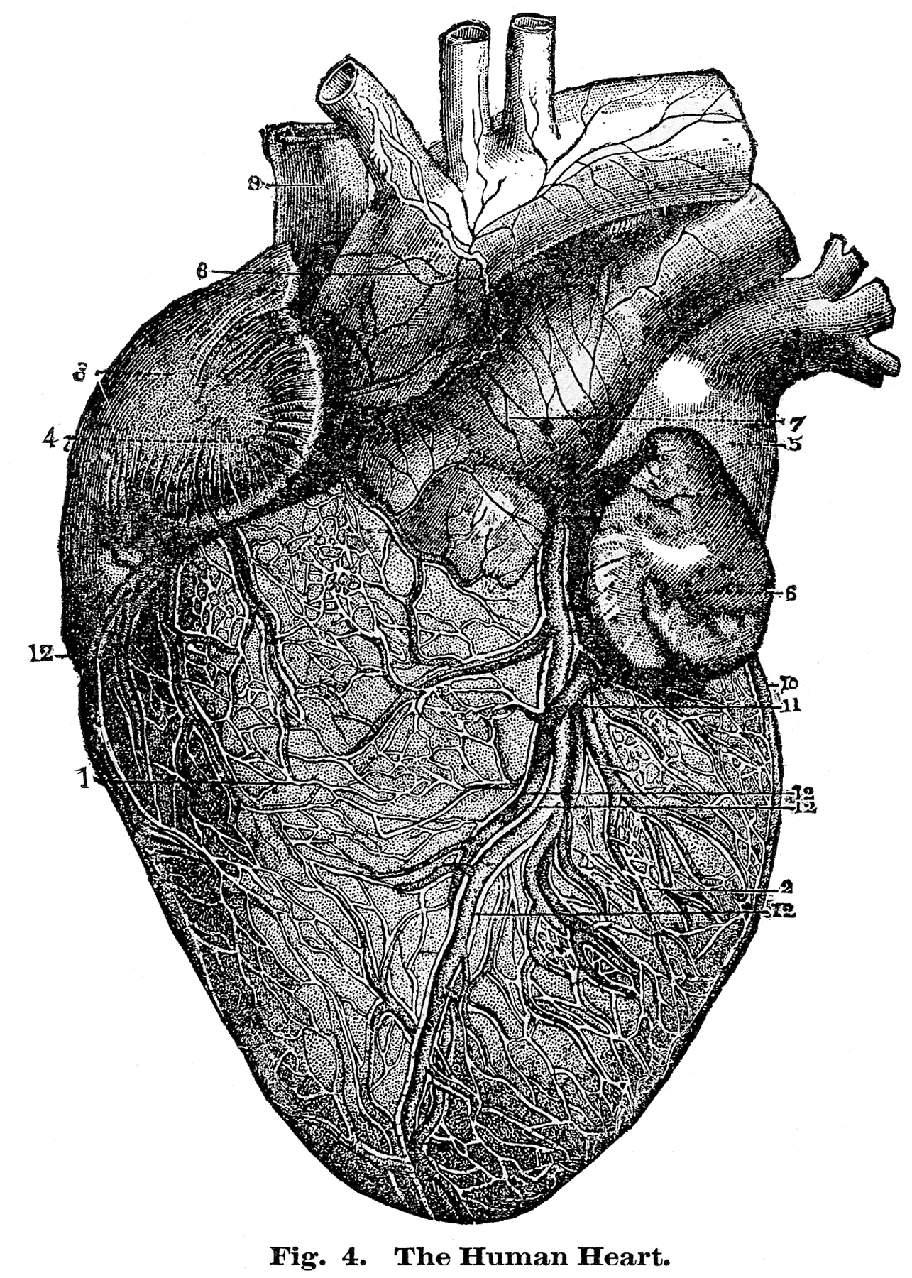 Anatomy Heart Art Drawing