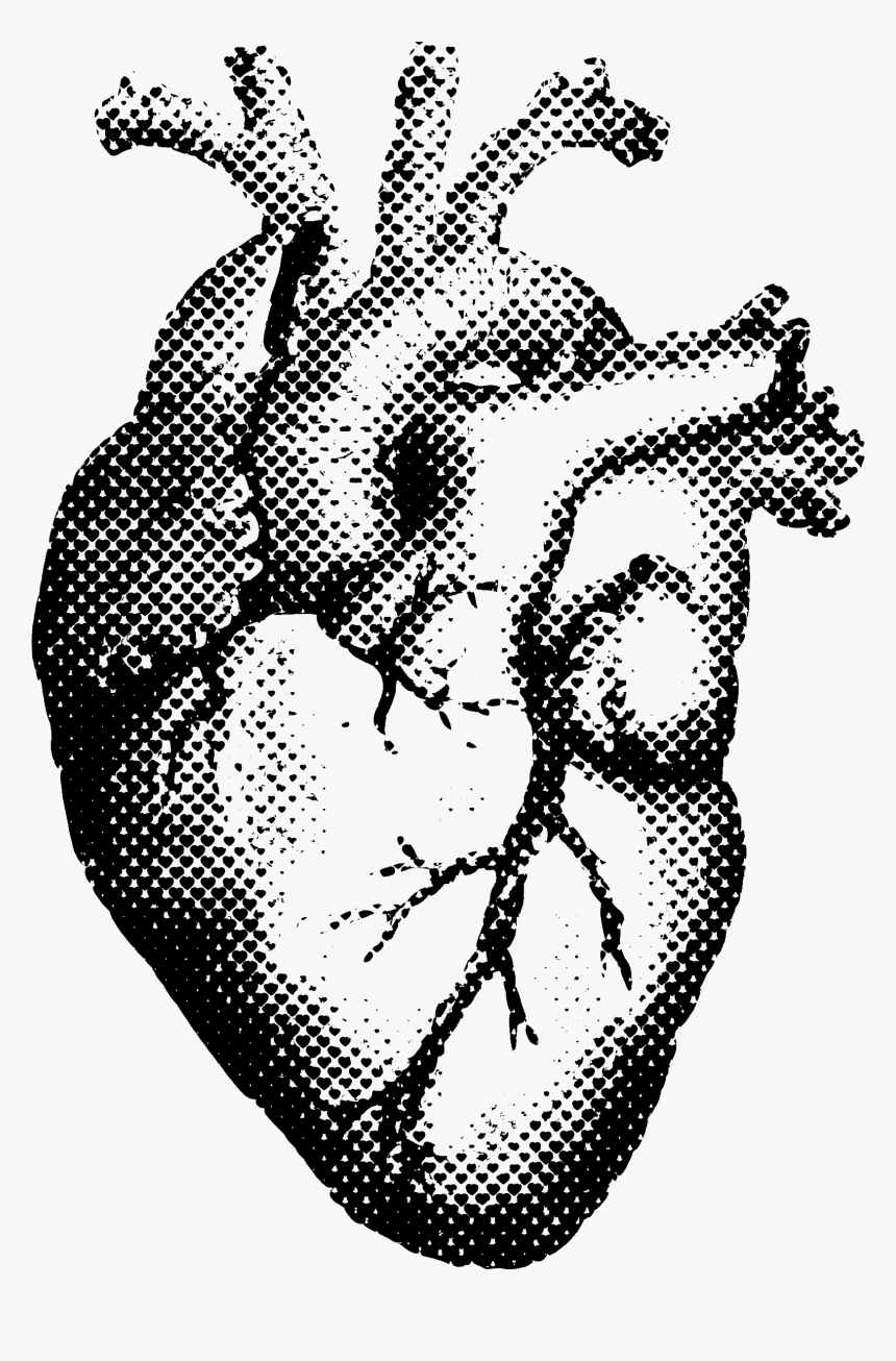 Anatomy Heart Best Drawing