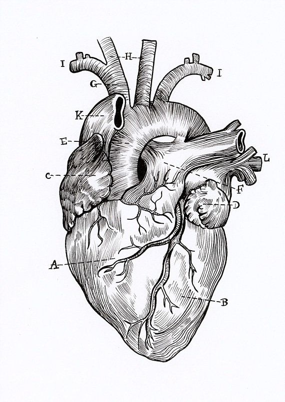 Anatomy Heart Drawing Amazing