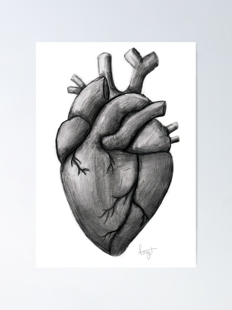 Anatomy Heart Drawing Beautiful Image