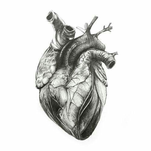 Anatomy Heart Drawing High-Quality