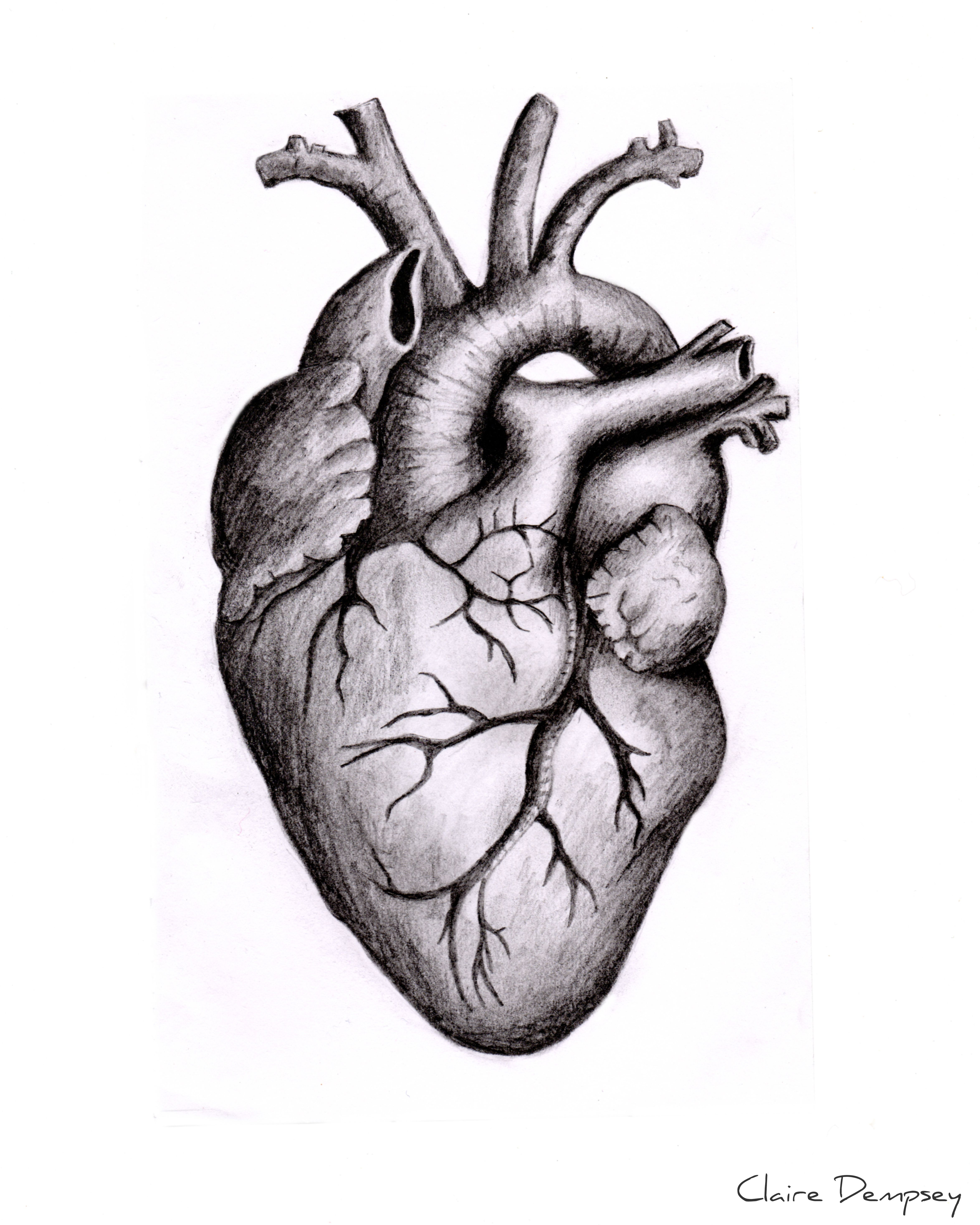 Anatomy Heart Drawing Image