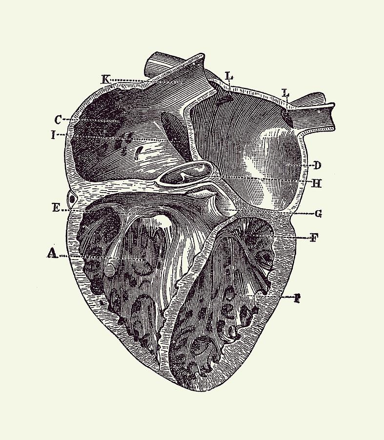 Anatomy Heart Drawing Photo