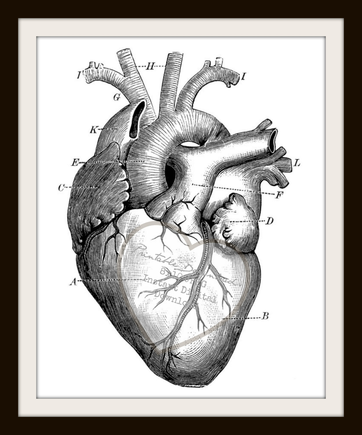 Anatomy Heart Drawing Photos