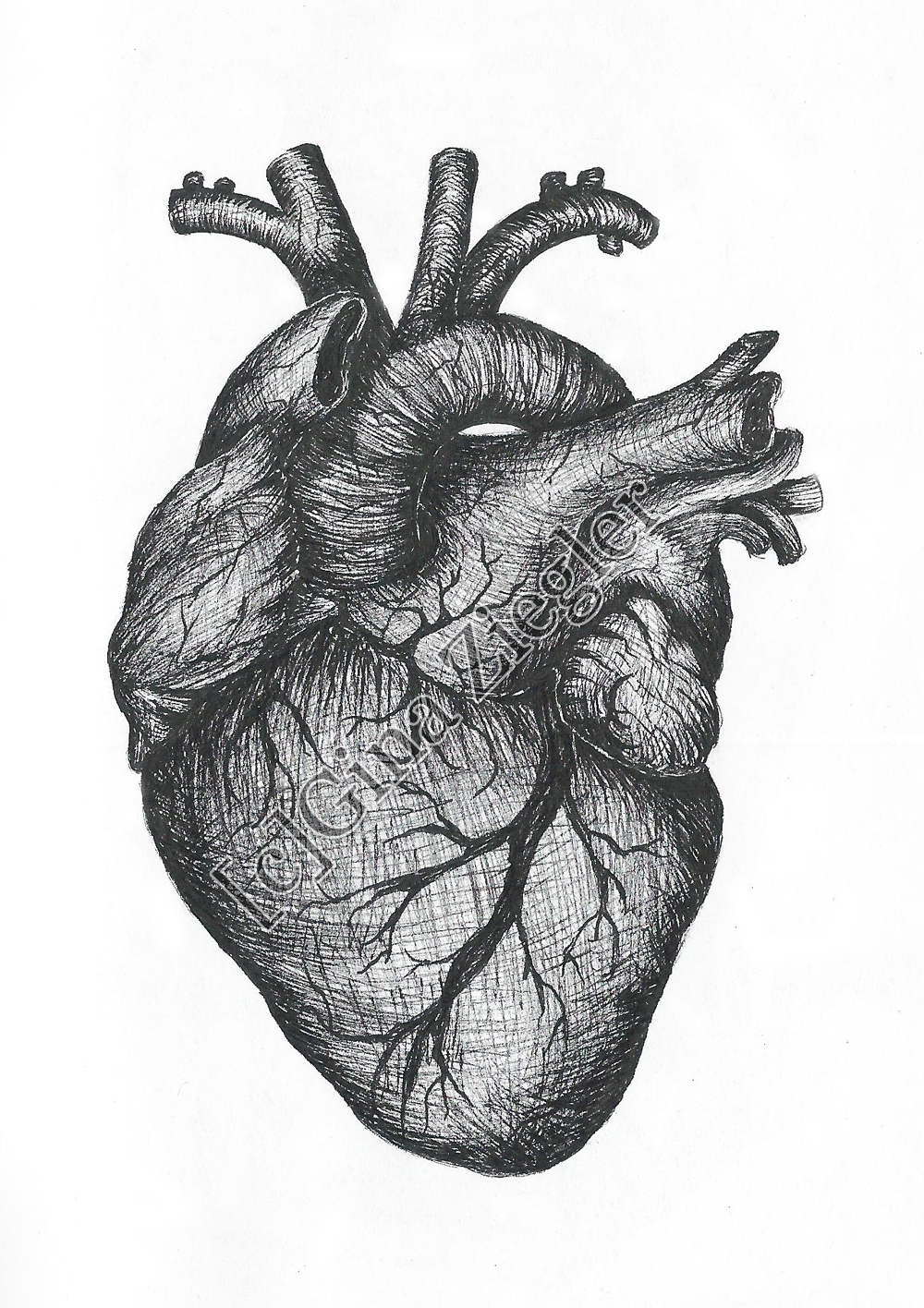 Anatomy Heart Drawing Pics