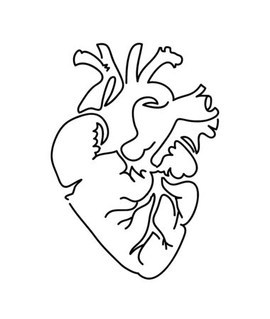 Anatomy Heart Drawing Picture