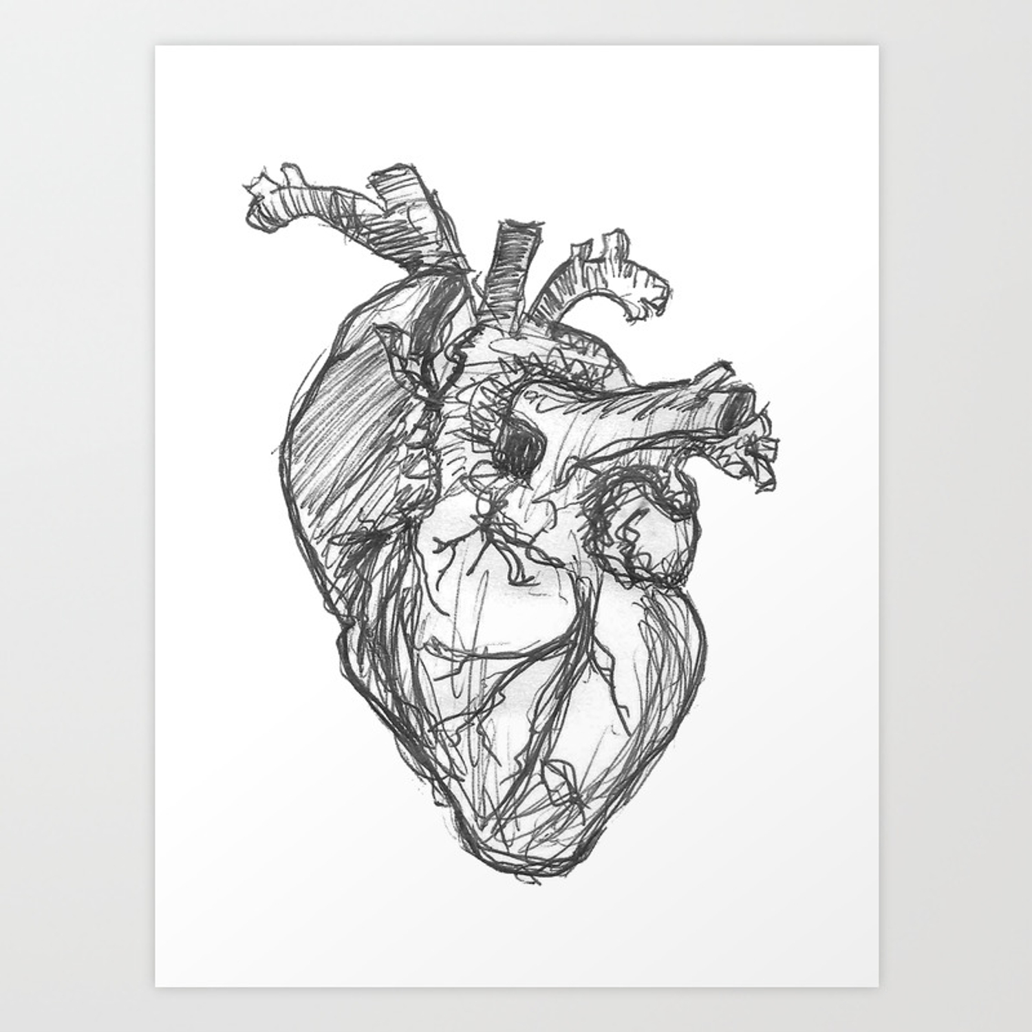 Anatomy Heart Drawing Pictures