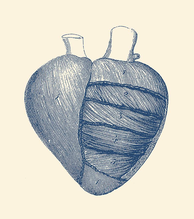 Anatomy Heart Drawing Sketch