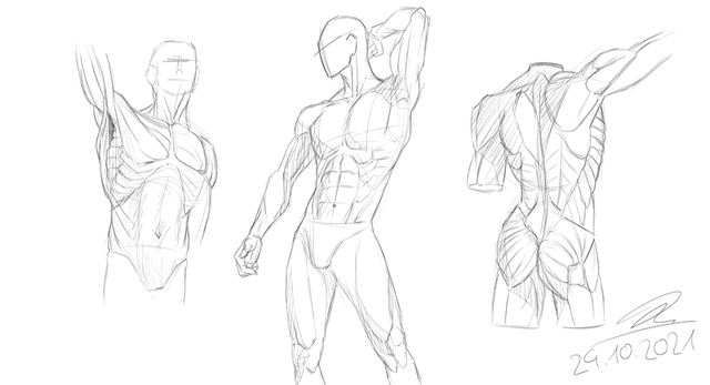 Anatomy Practice Drawing Sketch