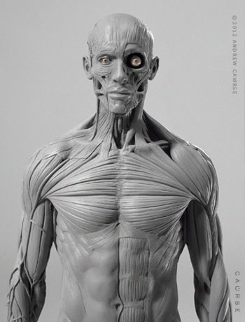 Anatomy Reference Drawing Photos