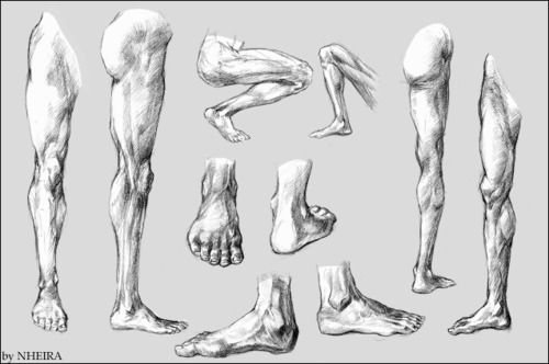 Anatomy Reference Drawing Picture