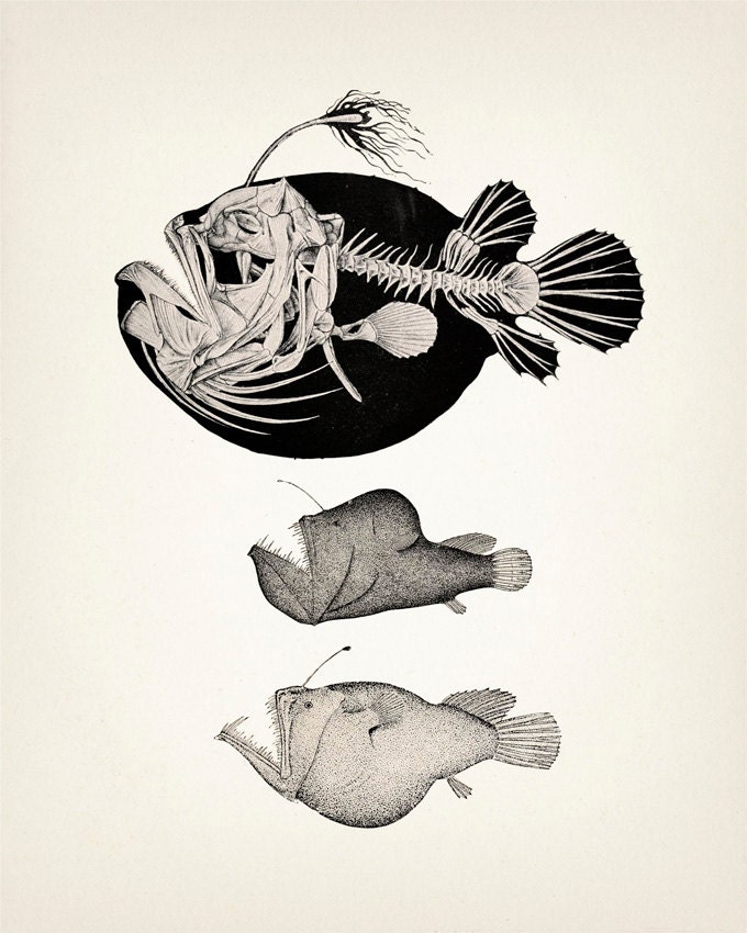 Angler Fish Drawing Photo