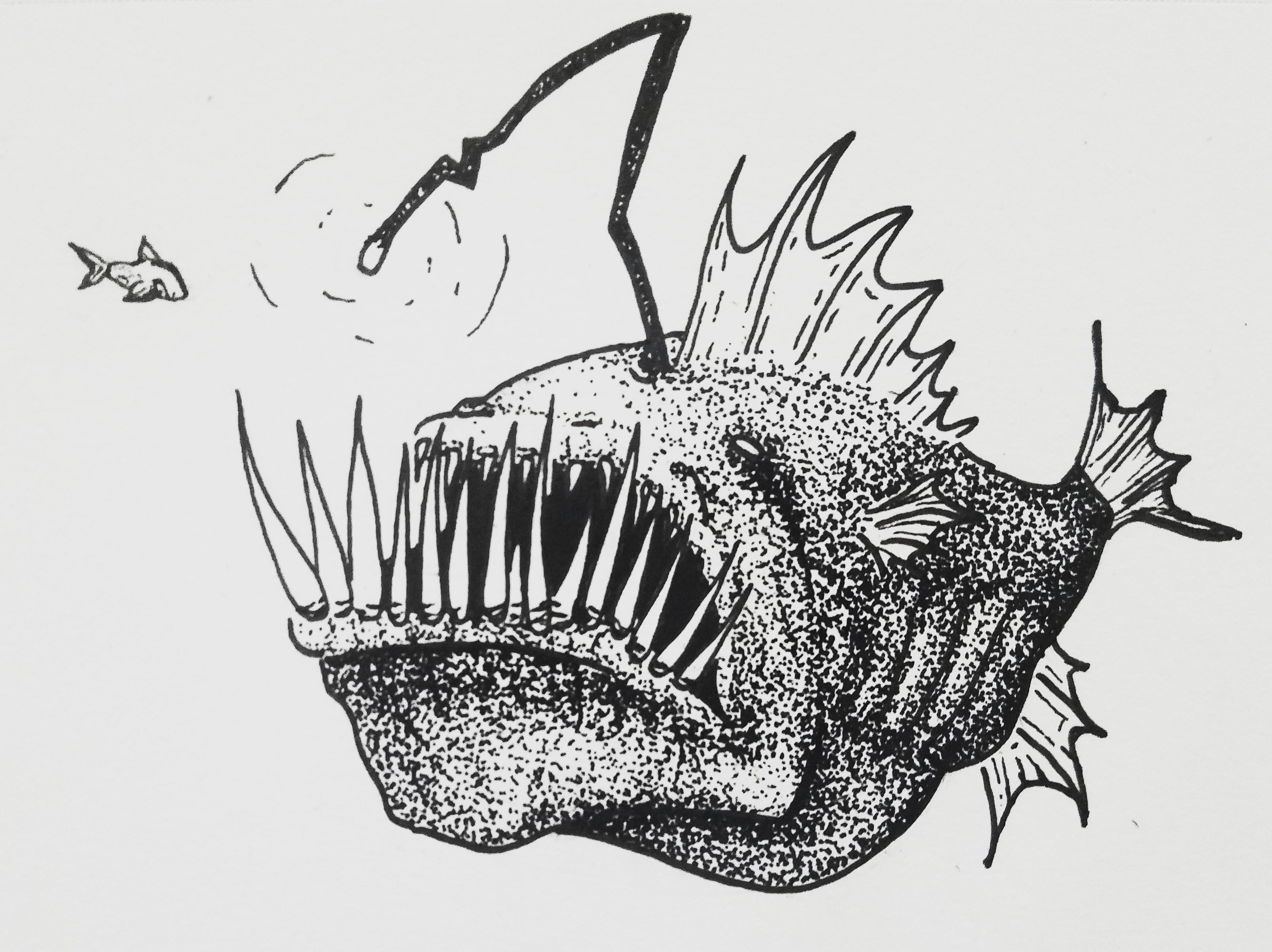 Angler Fish Drawing Realistic