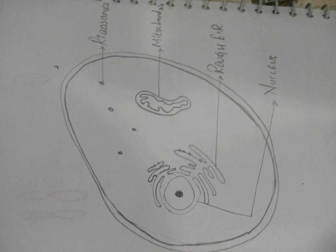 Animal Cell Art Drawing
