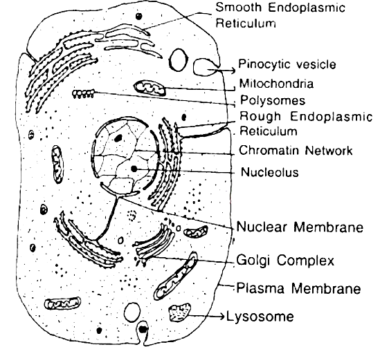 Animal Cell Drawing Amazing