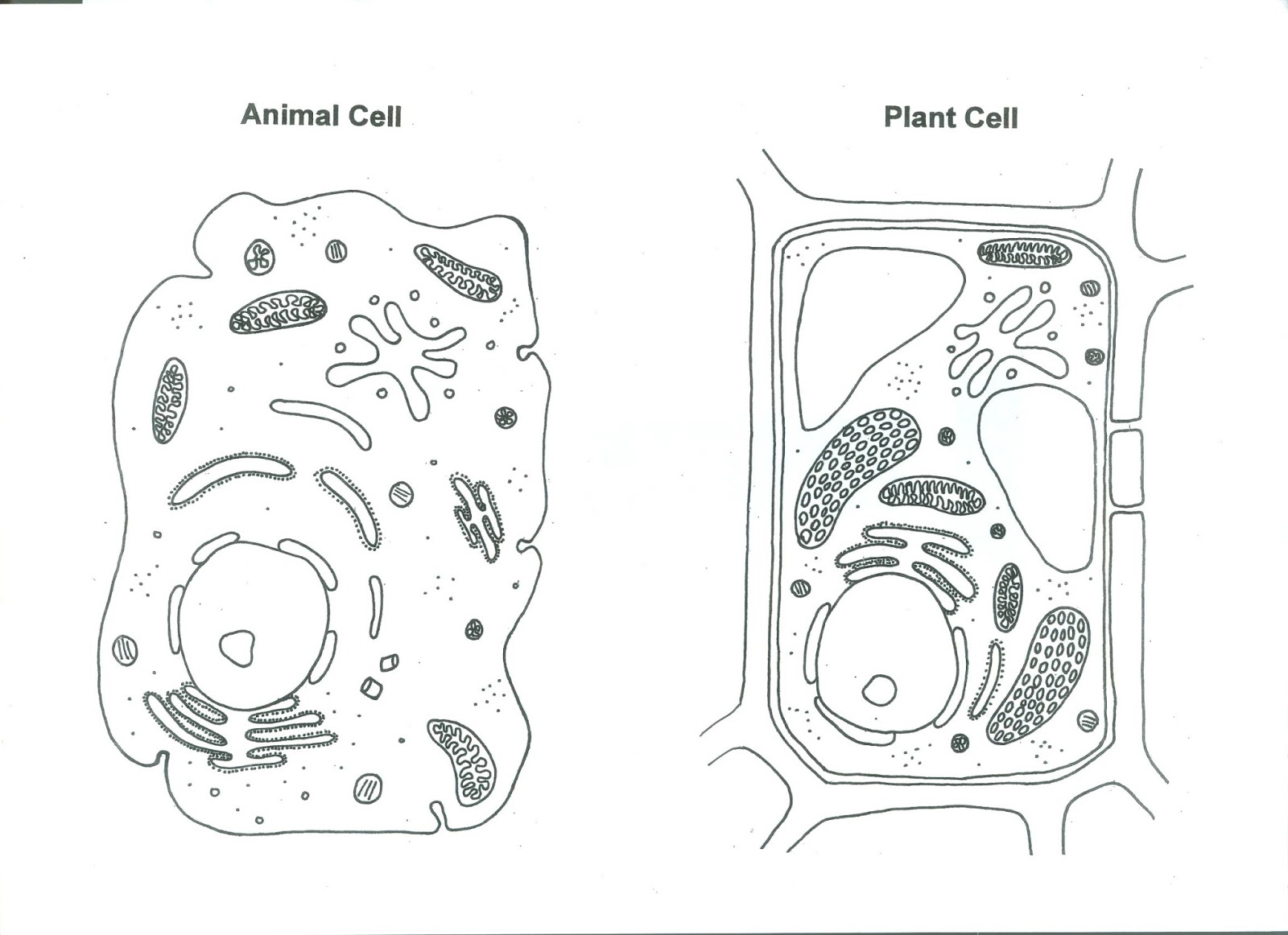 Animal Cell Drawing Beautiful Art