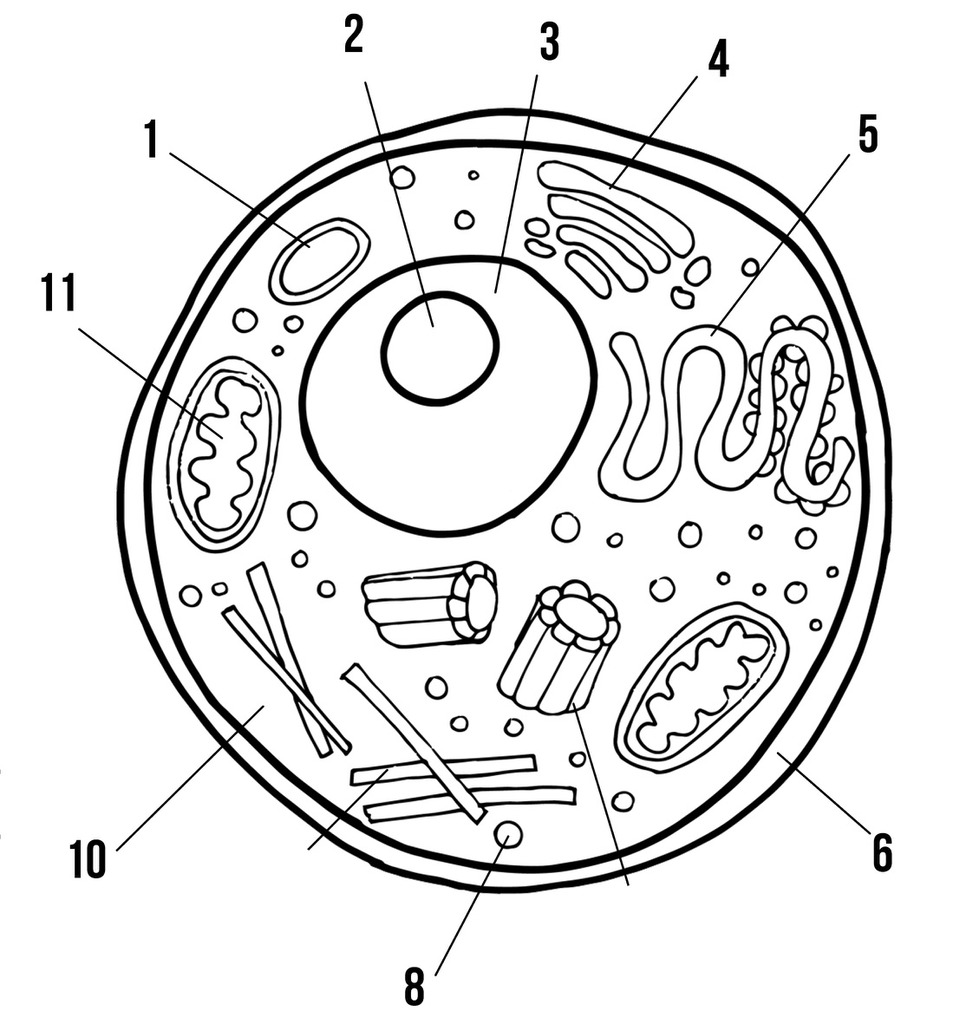 The Cell | Animal cell, Animal cell drawing, Cell diagram-saigonsouth.com.vn