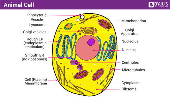 Animal Cell Drawing Images