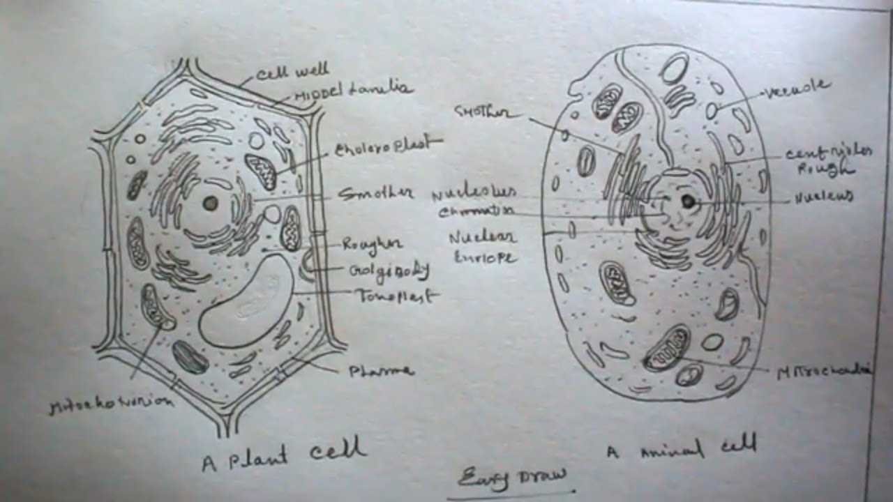 Animal Cell Drawing Photo