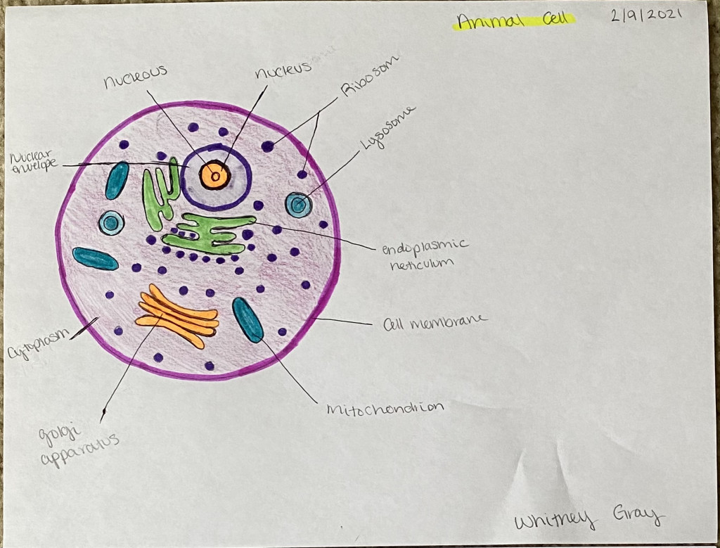 Animal Cell Drawing Pic