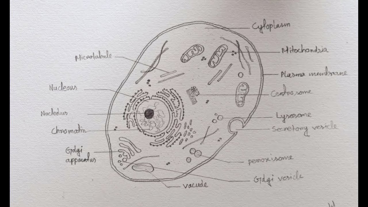 Animal Cell Drawing Picture