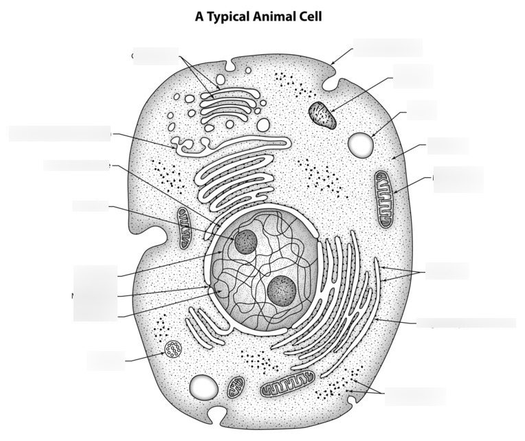 Animal Cell Drawing Realistic