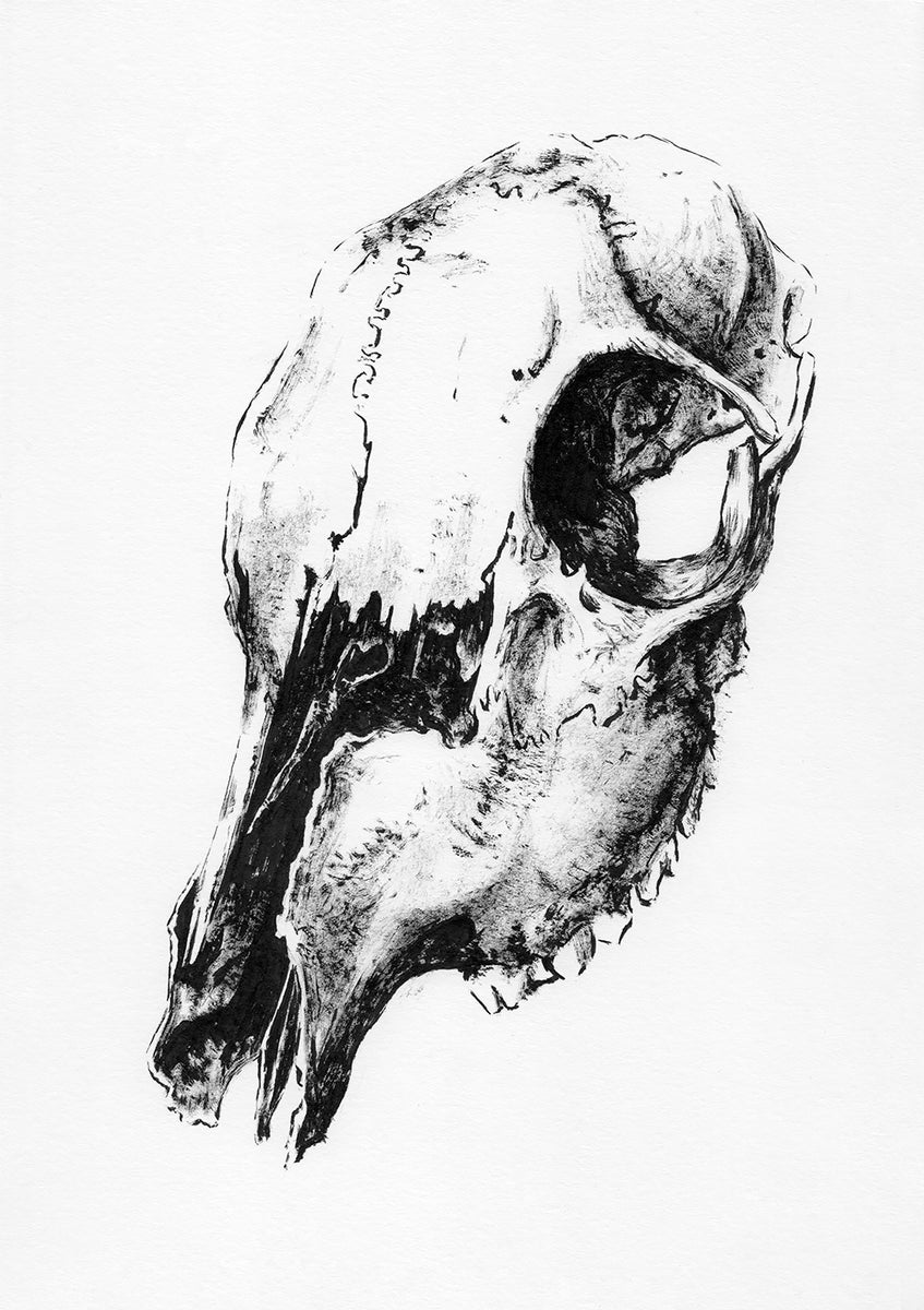 Animal Skull Best Drawing