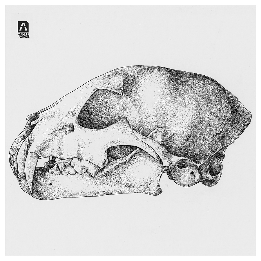 Animal Skull Drawing Beautiful Image