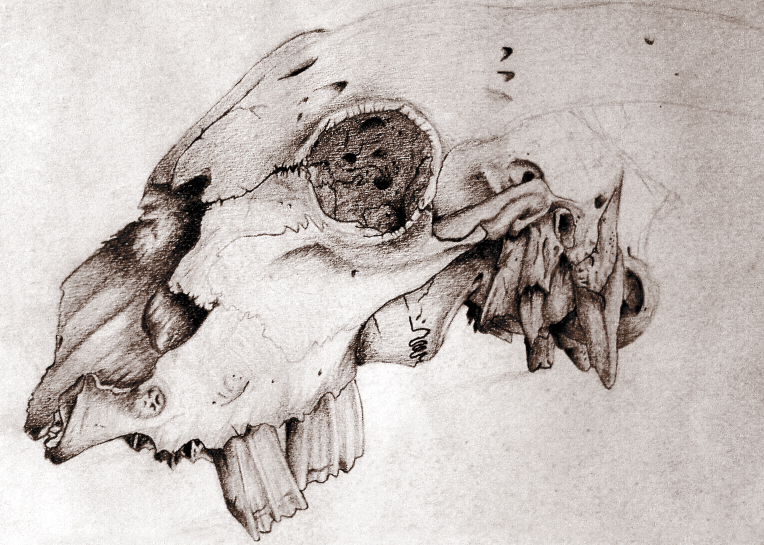 Animal Skull Drawing High-Quality