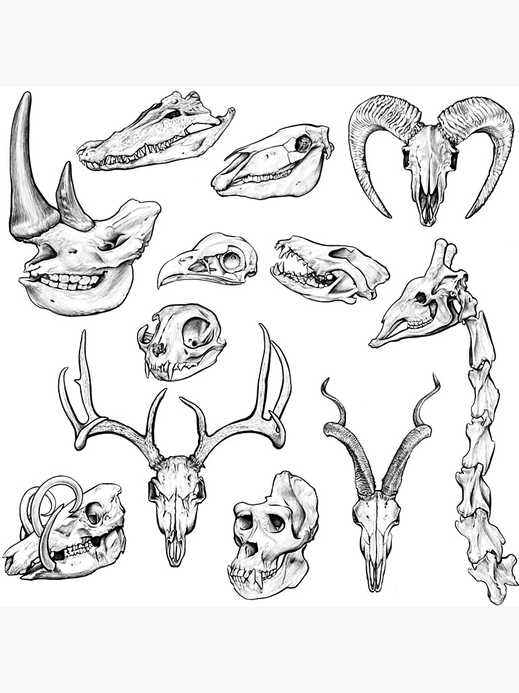 Animal Skull Drawing Image