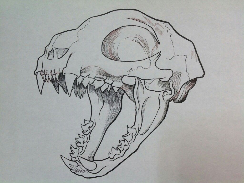 Animal Skull Drawing Photo