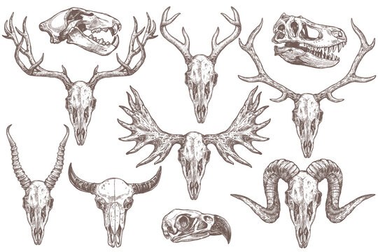 Animal Skull Drawing Pic