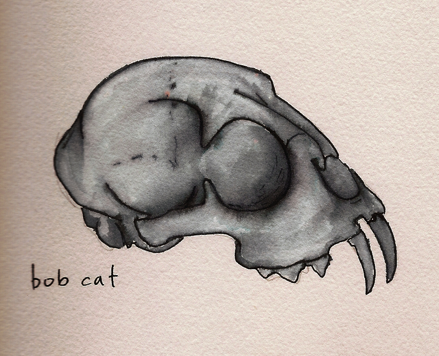 Animal Skull Drawing Pics