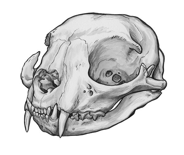 Animal Skull Drawing Picture