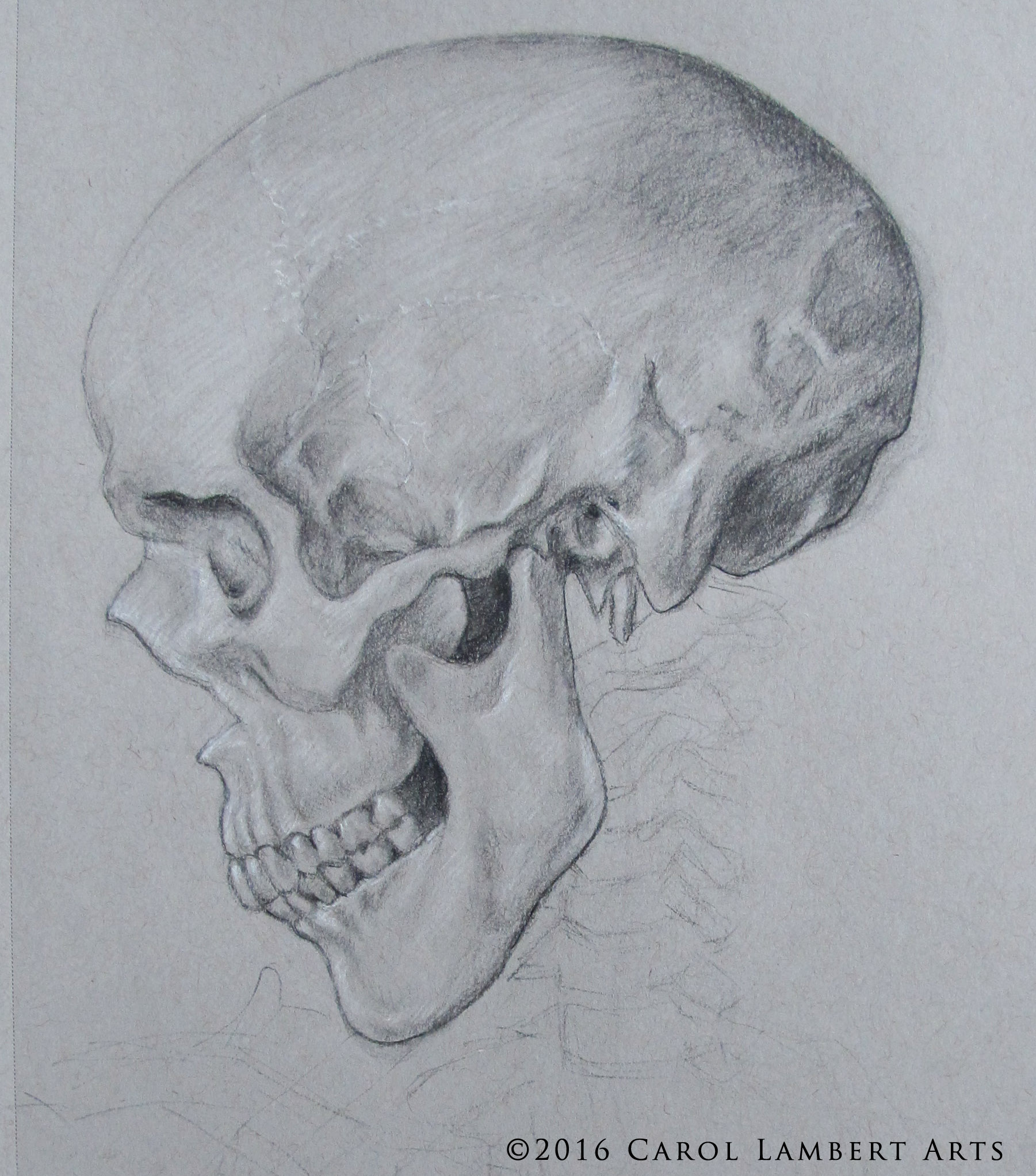 Animal Skull Drawing Realistic