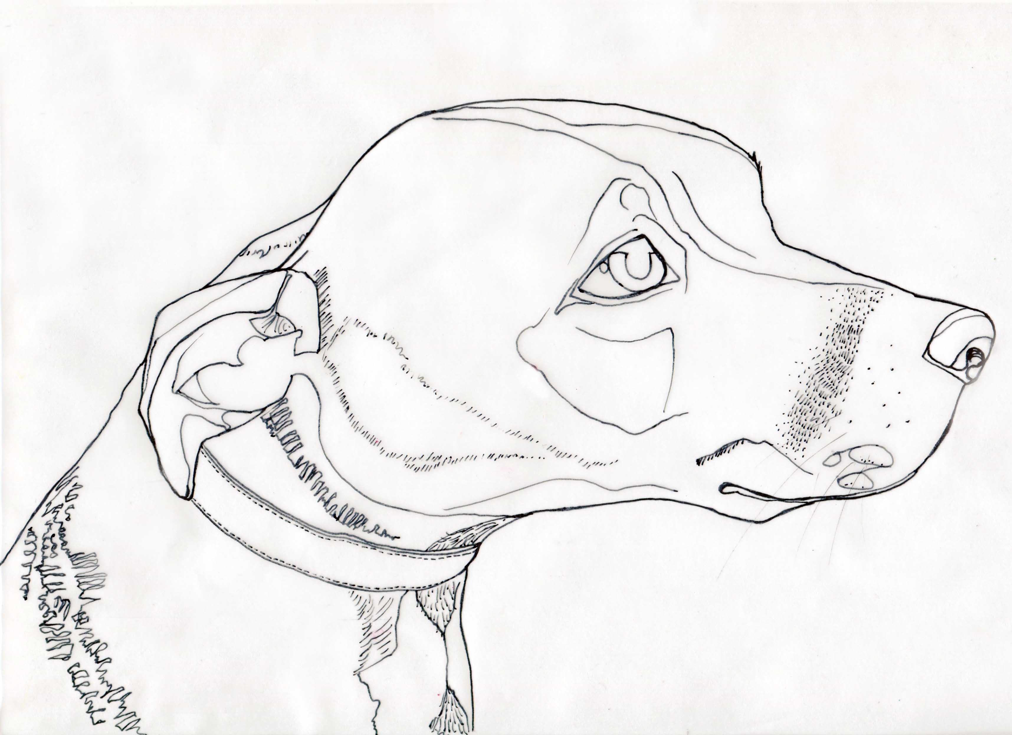 Animals Line Drawing Images